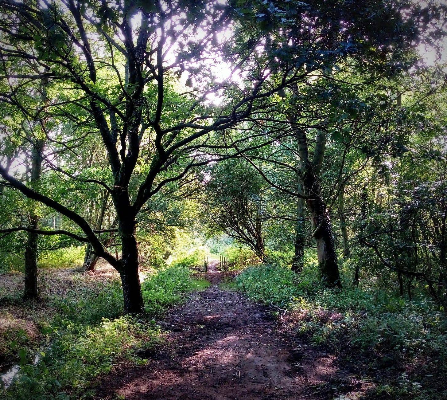 Woods in a sleepy village in Norfolk with a path running through them.