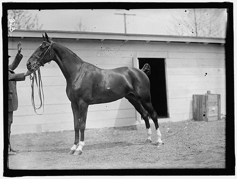 horse looking backward