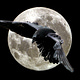 Daniel L. Raven | Poetry & Novels