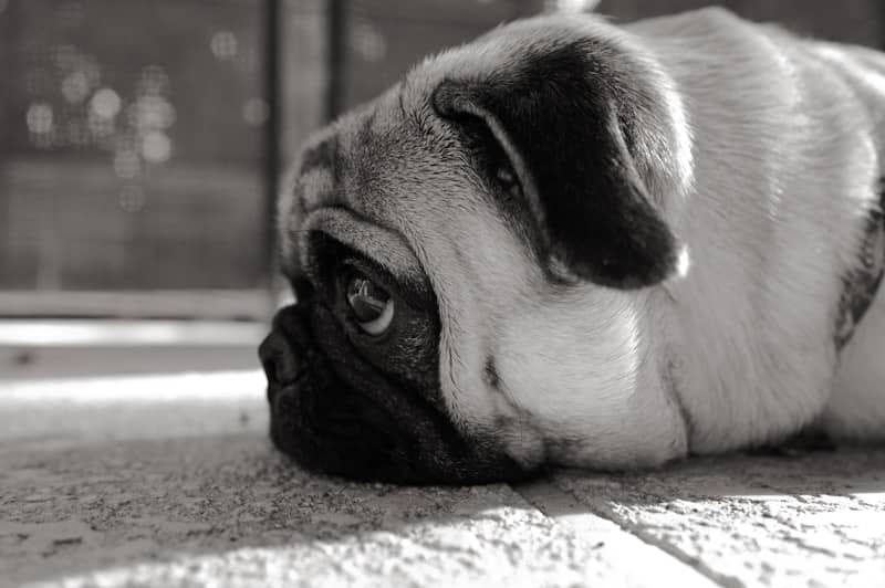 A sad pug rests its head sadly. A sad pug rests its head sadly.