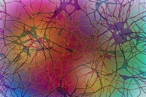 brain networks