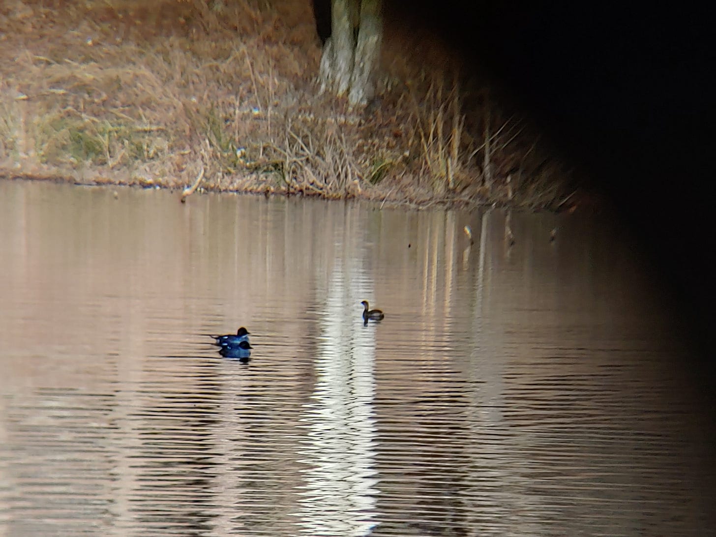 A somewhat blurry, low quality photo of a brown lake surface next to a brown shore with three birds floating on the lake. A pair, together, are gray ducks with reddish-brown heads, and they face an approaching grebe, which is a small brown bird-shaped thing. The top right corner of the photo has a black arc covering it from the binoculars this photo was taken through. A somewhat blurry, low quality photo of a brown lake surface next to a brown shore with three birds floating on the lake. A pair, together, are gray ducks with reddish-brown heads, and they face an approaching grebe, which is a small brown bird-shaped thing. The top right corner of the photo has a black arc covering it from the binoculars this photo was taken through.
