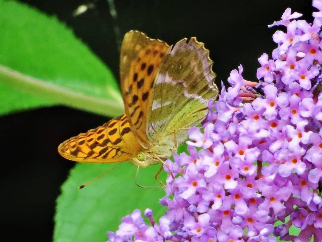 Golden Fritillary Butterfly In Exeter's Capability Brown Gardens Golden Fritillary Butterfly In Exeter's Capability Brown Gardens