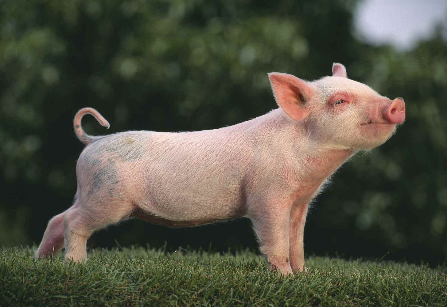 How to Choose Pig Breeds For Your Farm Pet Pigs, Baby Pigs, Farm ...
