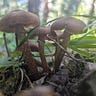 A Mythology of Mycology