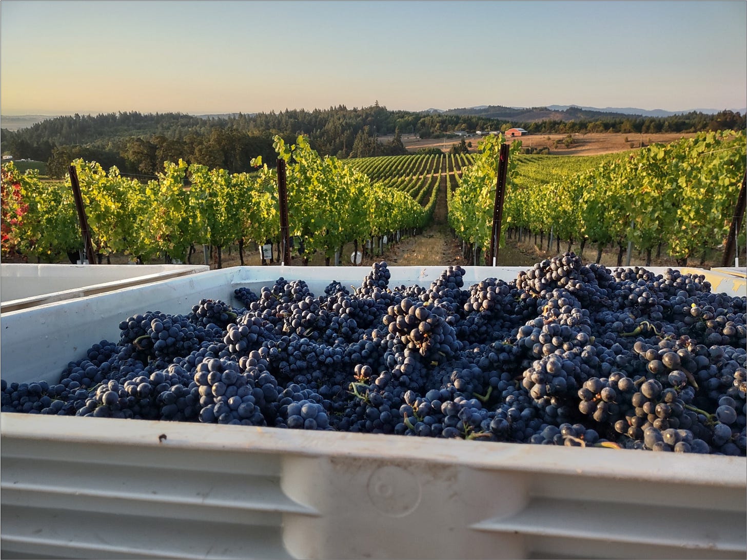 Pommard Clone Pinot Noir after the Great Cluster Pluck, Vintage 2023.