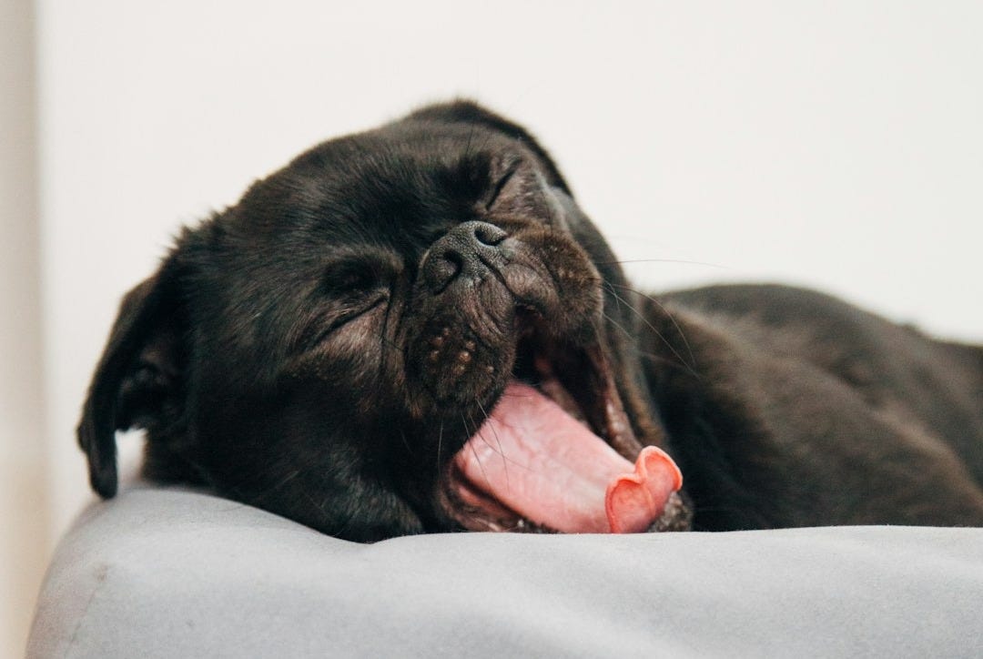 black pug yawning on Casper pet bed inside room black pug yawning on Casper pet bed inside room
