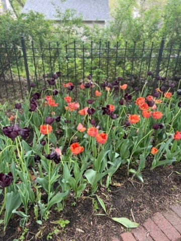 Tulips at Pella's Tulip Time