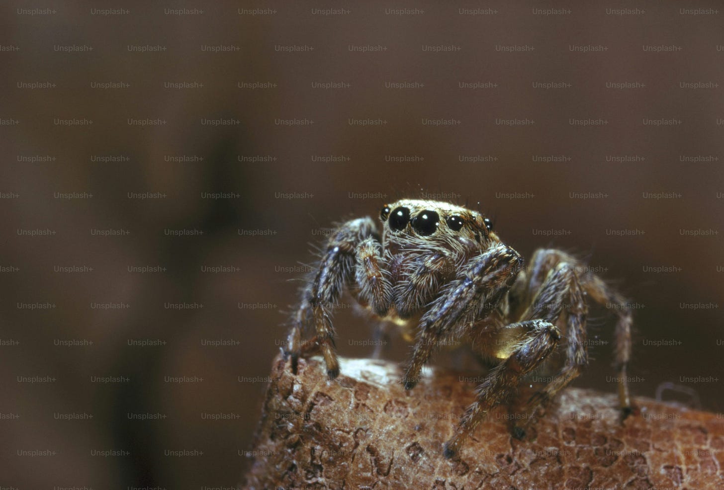 a close up of a spider on a piece of wood