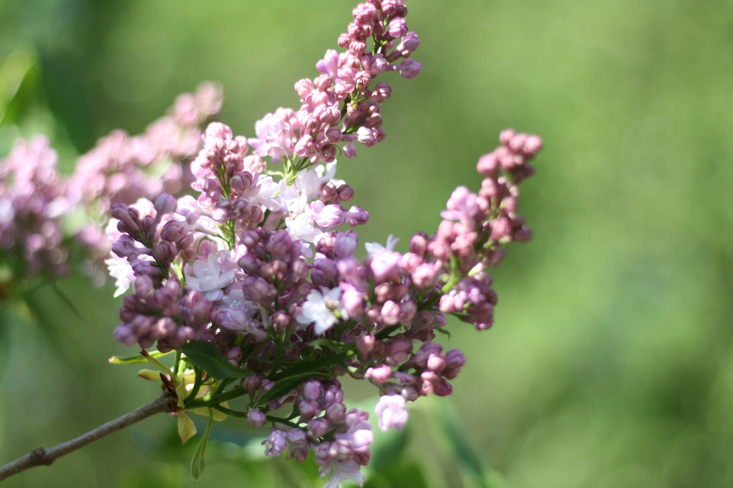 a lilac blossom in the sun
