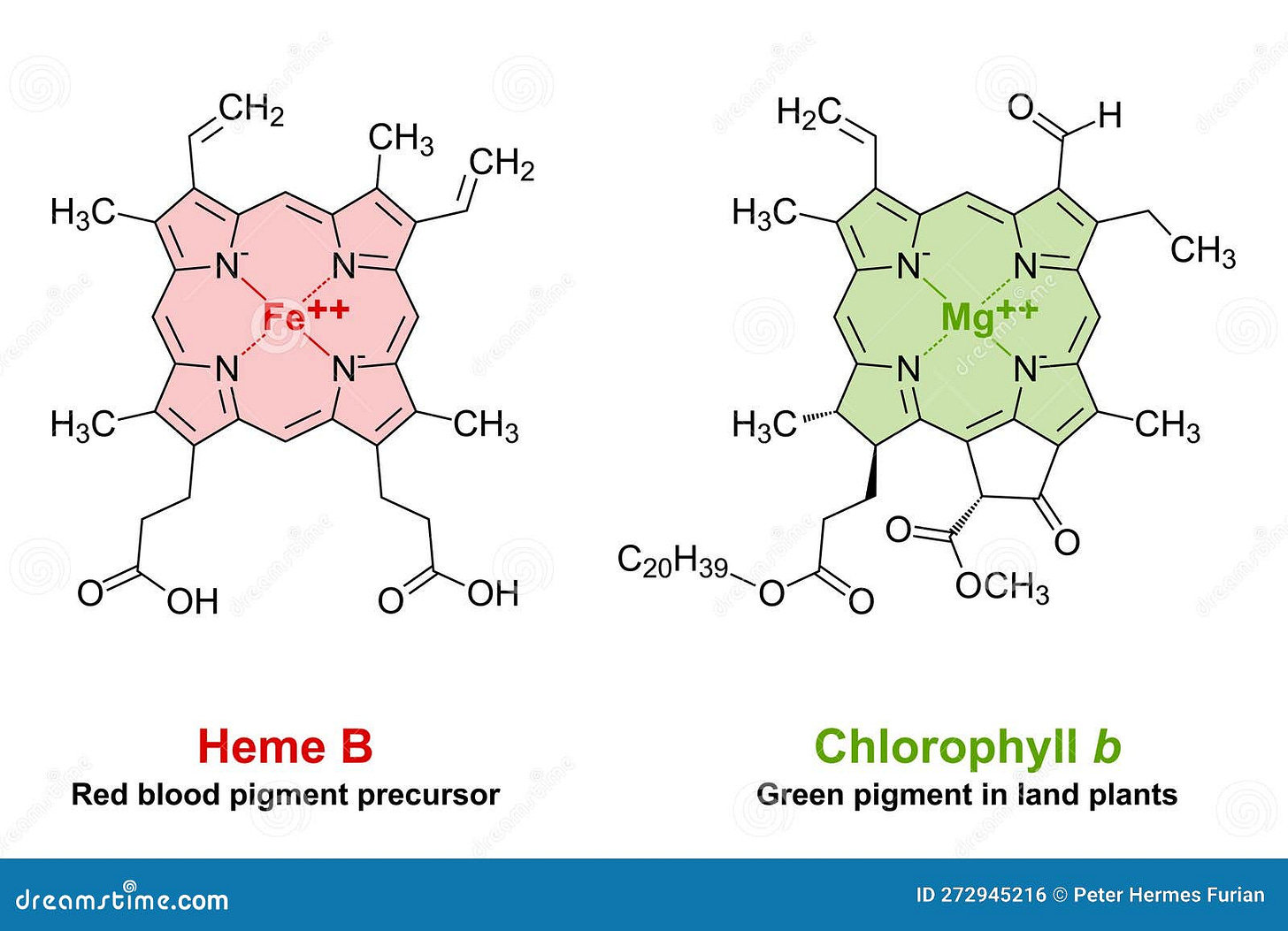 Heme and Chlorophyll, Similarities in Their Chemical StructureHeme and  Chlorophyll Similarities in Chemical Structure Stock Vector - Illustration  of pigment, magnesium: 272945216