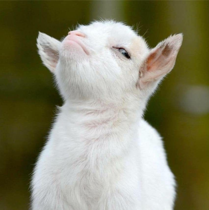 PsBattle: This smug little bastard of a goat. : r/photoshopbattles