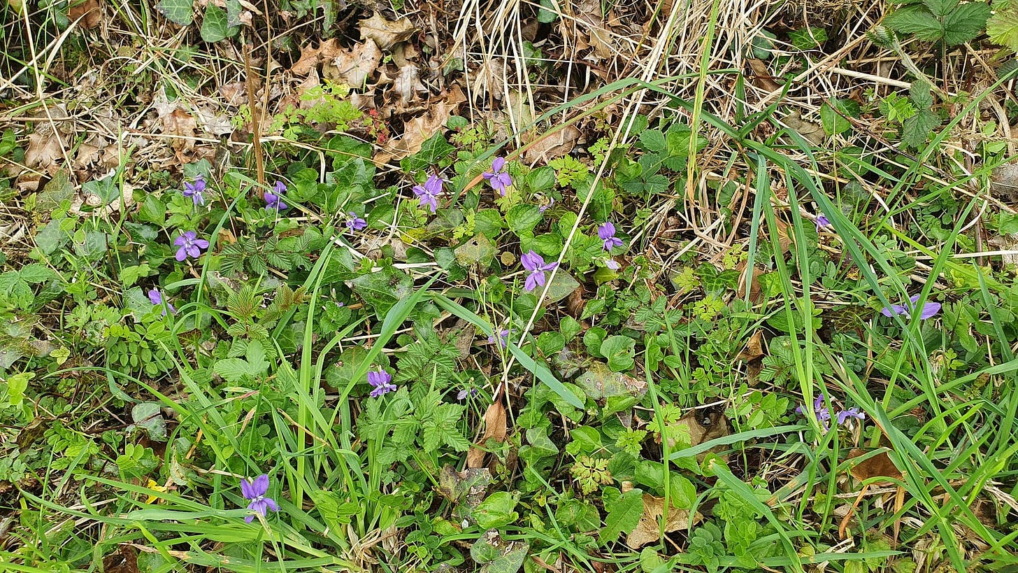 Lovely little violets in bloom