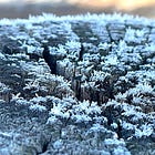 34. On what can be learnt from frost