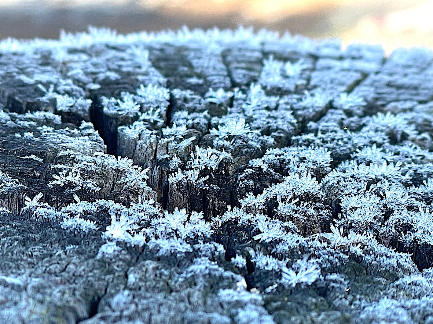 Image shows a close up of ice crystals on a cut tree stump - close-up Image shows a close up of ice crystals on a cut tree stump - close-up