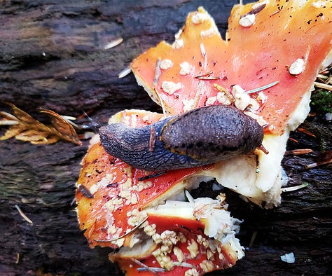 A tree stump with a face carved into it, old metal cable, a slug on a mushroom, a bridge to somewhere, and a beach