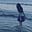 jia's avatar