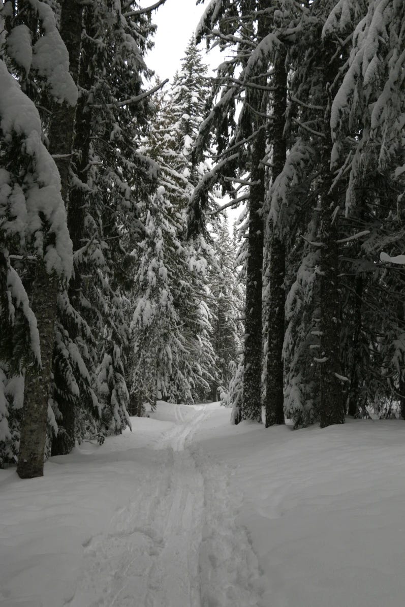 snowy walk through woods