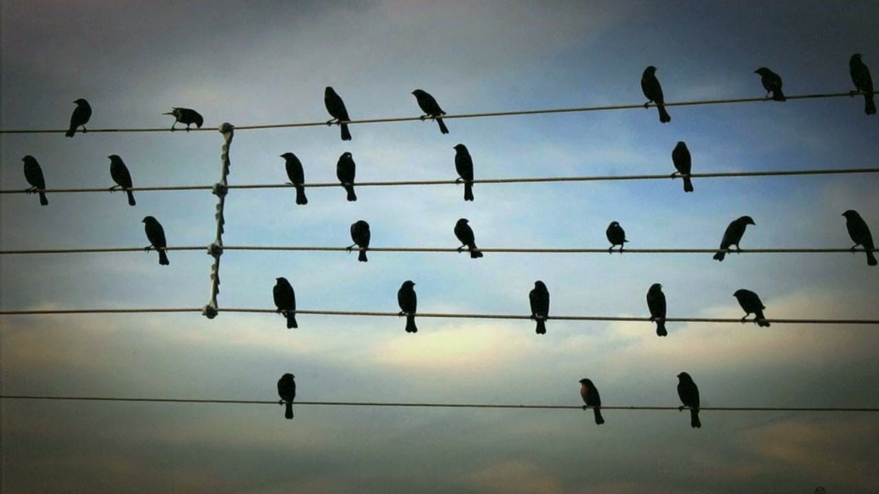 Birds on the Wires