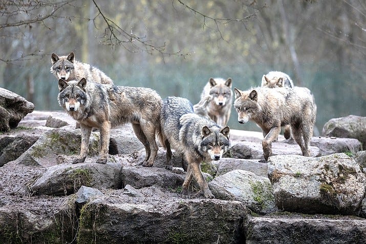 The wolves within