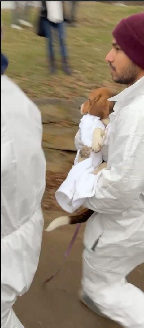 An activist in a white coverall and maroon beanie cradles a beagle wrapped in a white towel against their chest while moving quickly across muddy ground. Other activists in white coveralls are visible nearby.