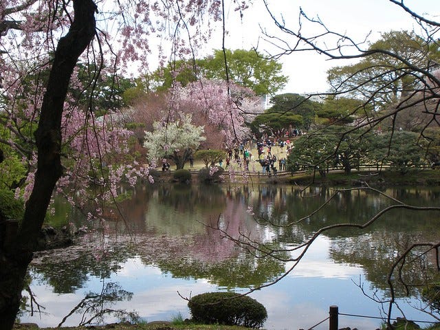 Sakura at Shinjuku Gyoen Park Sakura at Shinjuku Gyoen Park