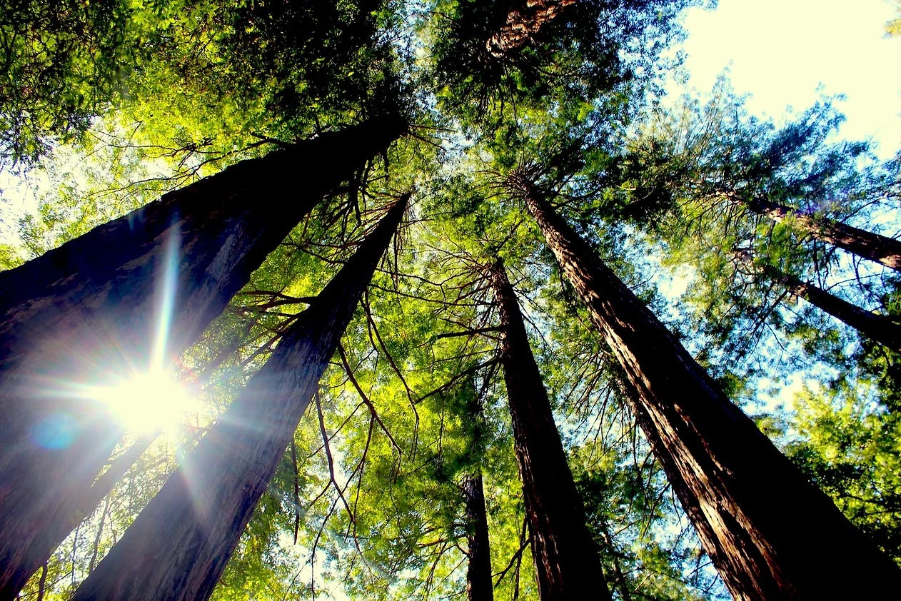 looking up at a circle of redwood trees rising toward the sky, the sun is bursting through the branches