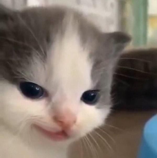 This may contain: a close up of a cat looking at the camera