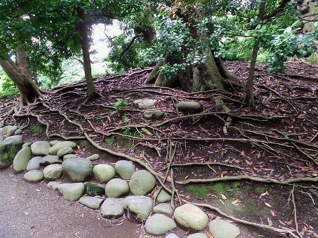 Hama-Rikyu Garden Tree Roots and Stones Hama-Rikyu Garden Tree Roots and Stones