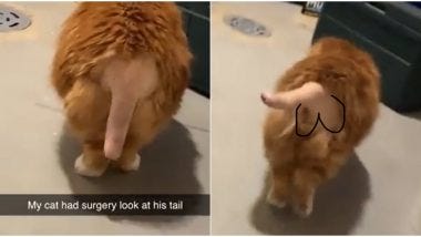 Cat's Tail is Shaved For Surgery, Netizens Say it Looks Like a Penis (Watch Viral Video) Cat's Tail is Shaved For Surgery, Netizens Say it Looks Like a Penis (Watch Viral Video)