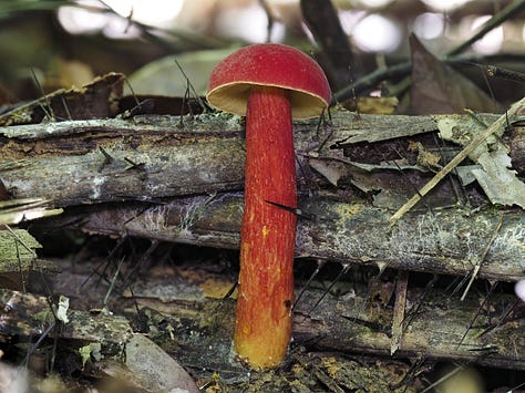 Heimioporus japonicus
