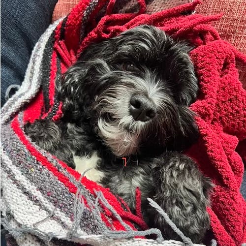 Dog in a red blanket