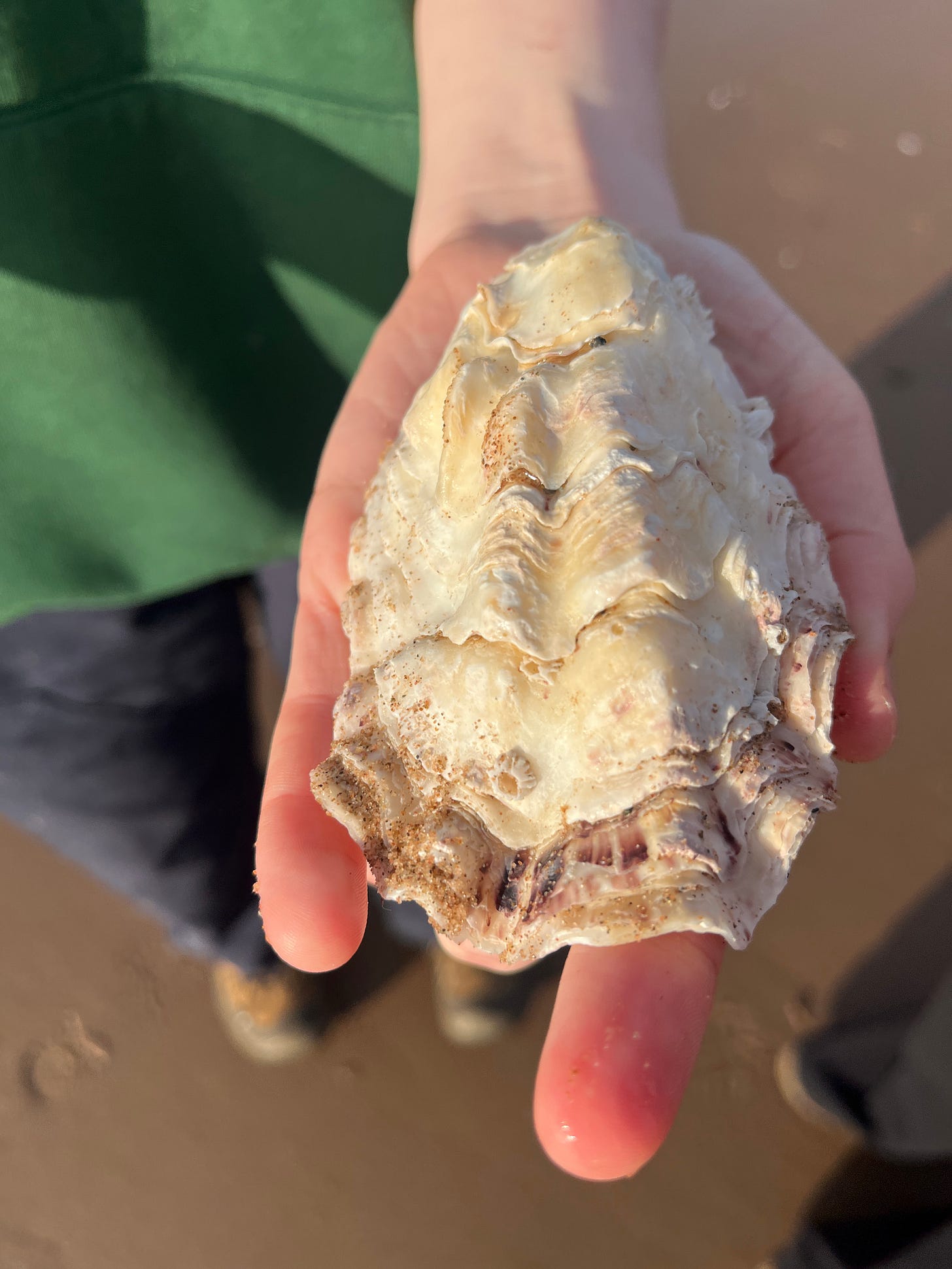 a large oyster shell on an outstretched hand. the hand beneath has the odd illusion of missing a finger, likely hidden behind the shell a large oyster shell on an outstretched hand. the hand beneath has the odd illusion of missing a finger, likely hidden behind the shell
