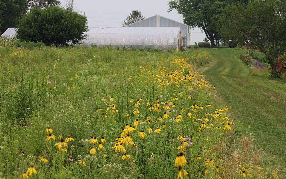 farm wildflowers farm wildflowers