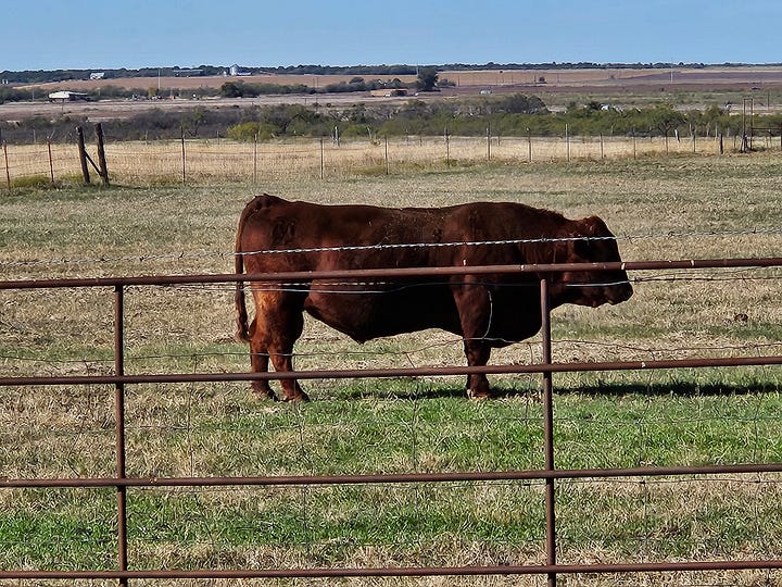 5 Mushrush bulls