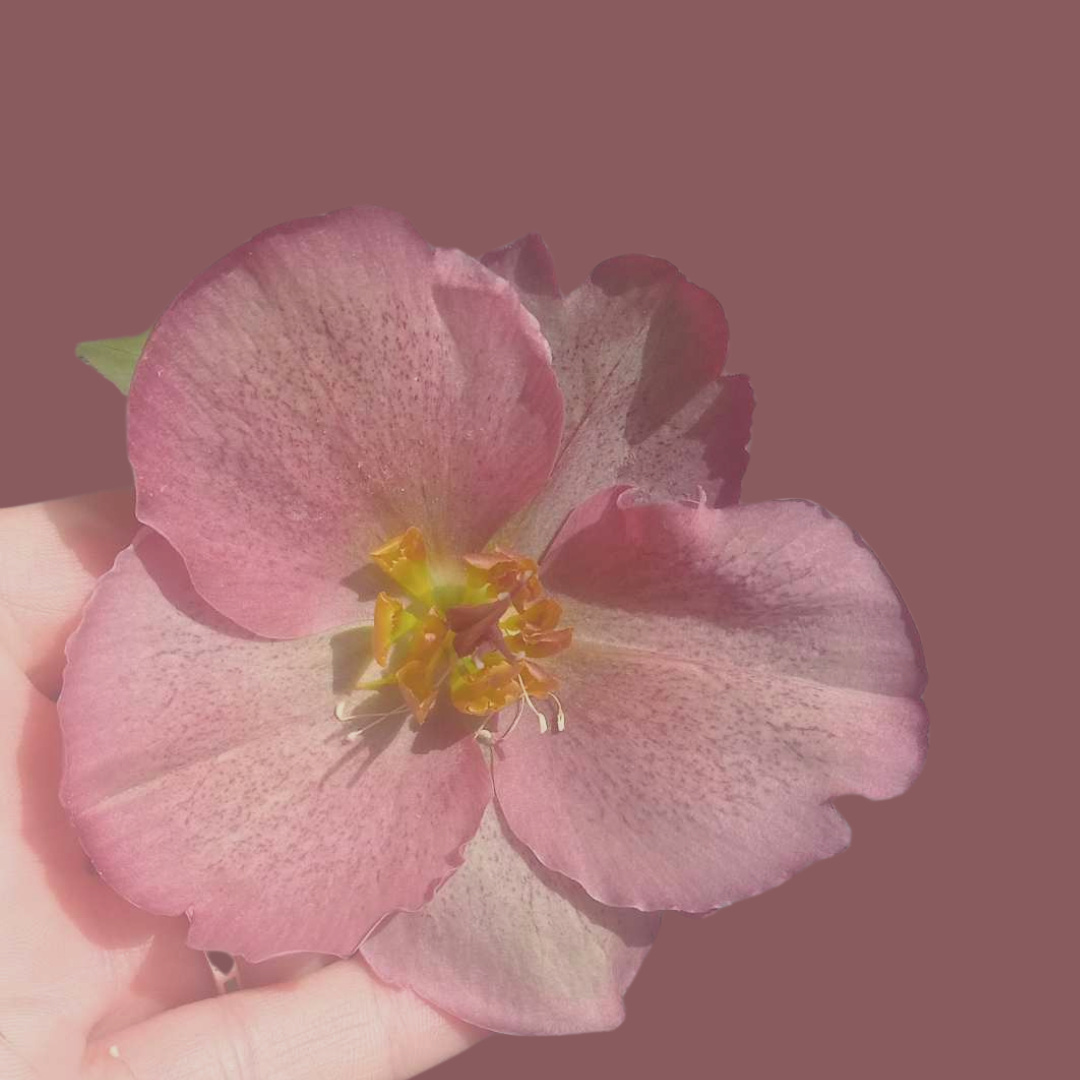 Unexpected to Expansion - Everyday Special .·*