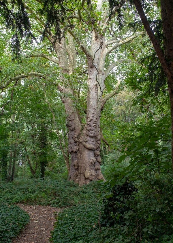 An Unpotted History of the London Plane Tree