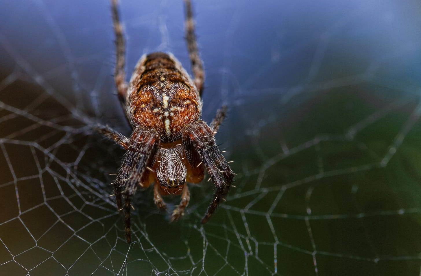 Another female Cross Orb Weaver Spider. Her pair bond is full of surprises too- their mate-eating behavior is described as ‘occasional’ Another female Cross Orb Weaver Spider. Her pair bond is full of surprises too- their mate-eating behavior is described as ‘occasional’