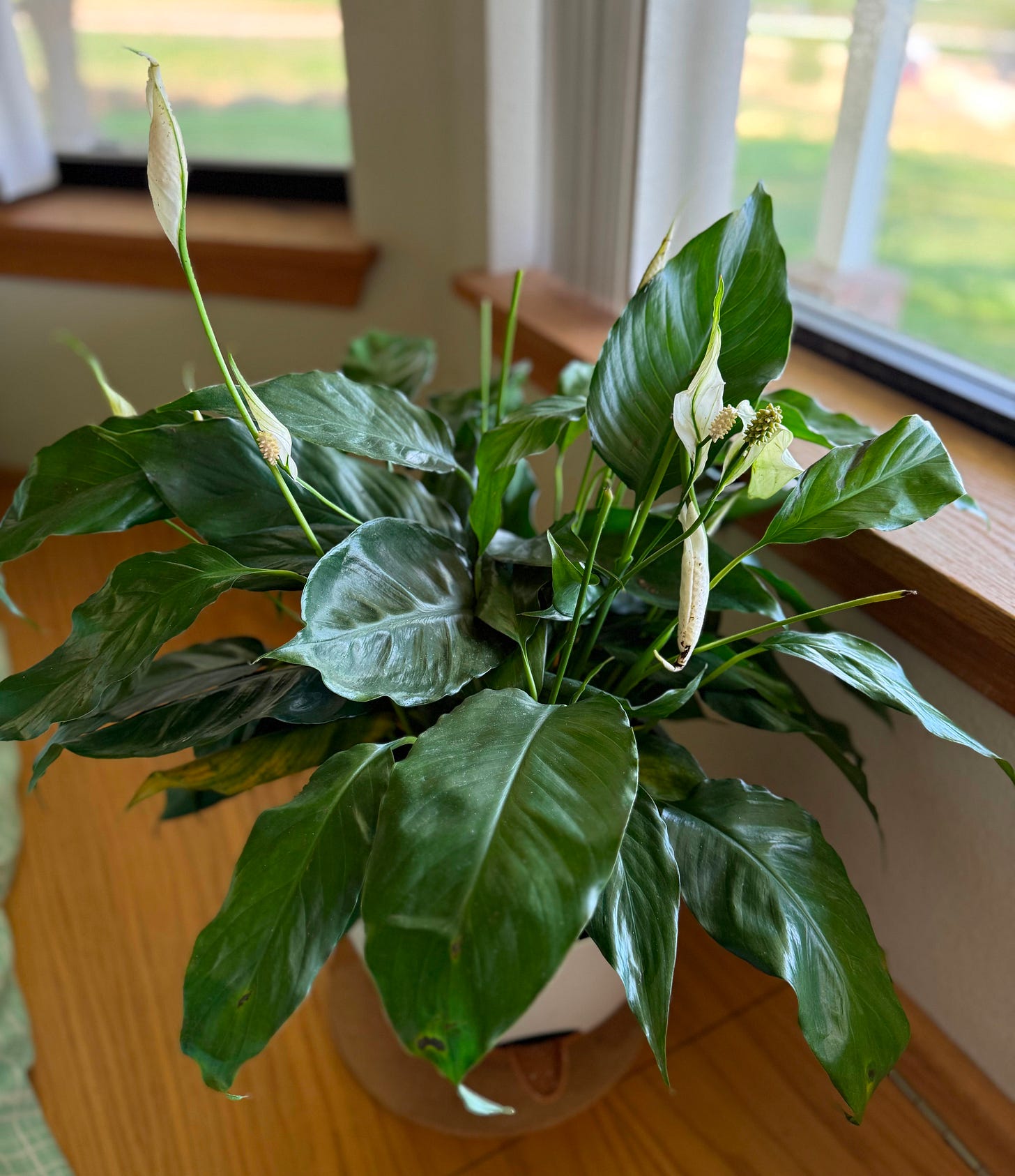 A picture of my struggling Peace Lily that was mistreated in transit. 