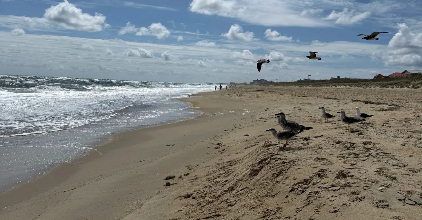Wide sandy beach with gulls gathered near the shoreline under a bright blue sky streaked with clouds