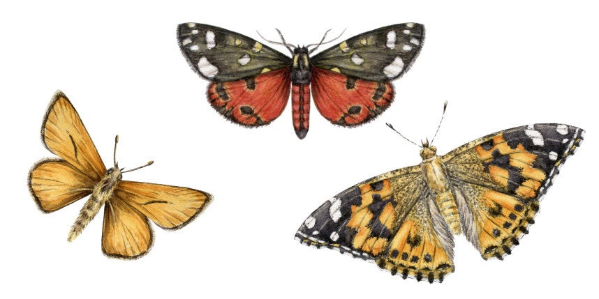 Watercolour illustrations of a tiger moth, small skipper and painted lady butterflies