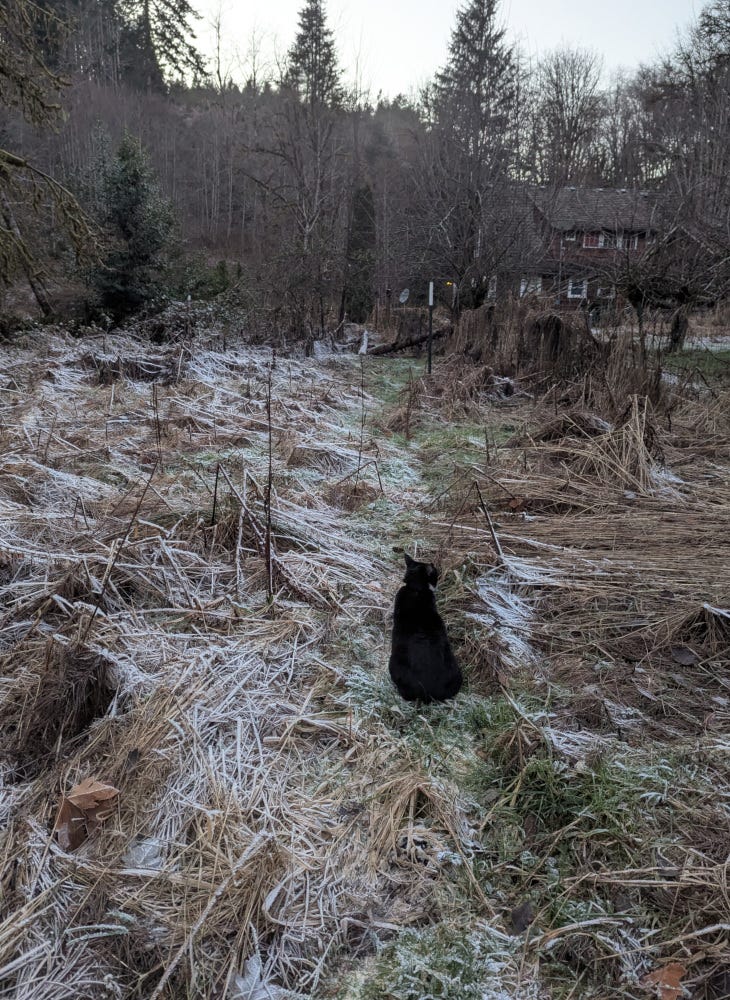 The frosty wilderness of the near pasture, with Cricket leading me back to the house