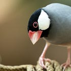 These birds have a strong opinion about classical music