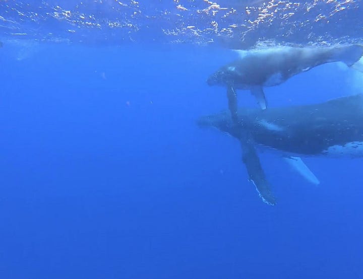 whales, diver