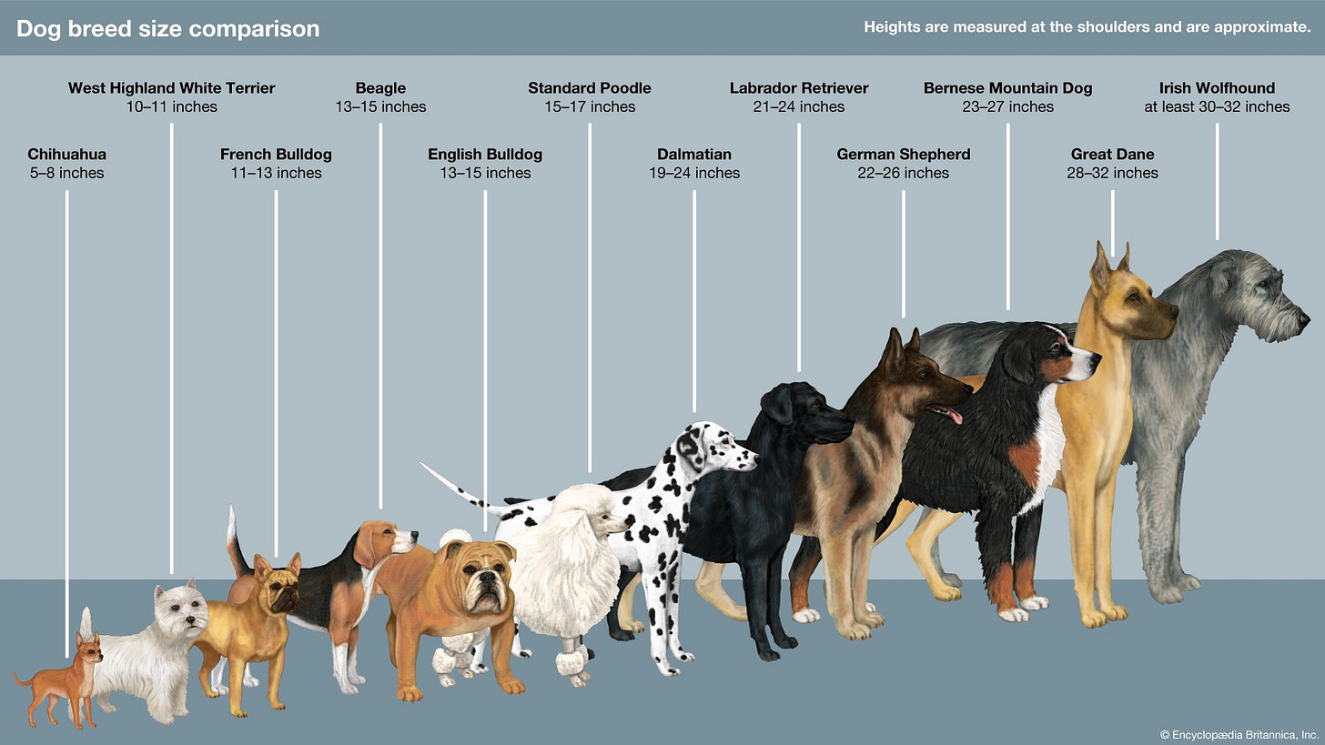 Dog | History, Domestication, Physical Traits, Breeds, & Facts | Britannica