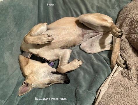 The same medium yellow dog in various positions of laying and relaxed, usually with her belly showing.
