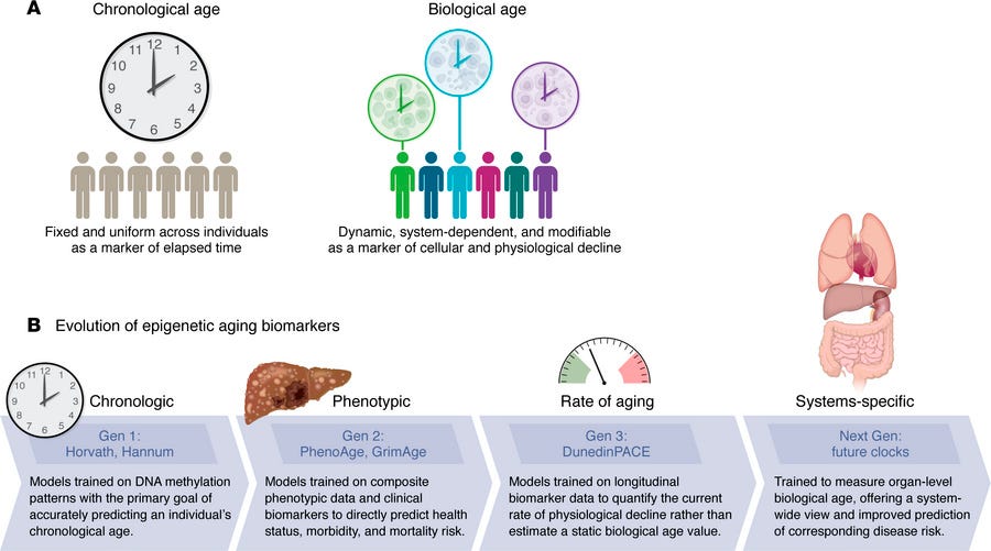 The distinction between CA and BA and the progression of epigenetic cloc...