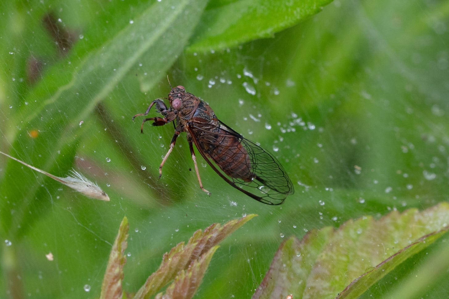 Resting on dew-covered, gauzey spider silk, a small, rust-colored cicada with dark gray markings, reddish pink eyes, and black-veined clear wings.