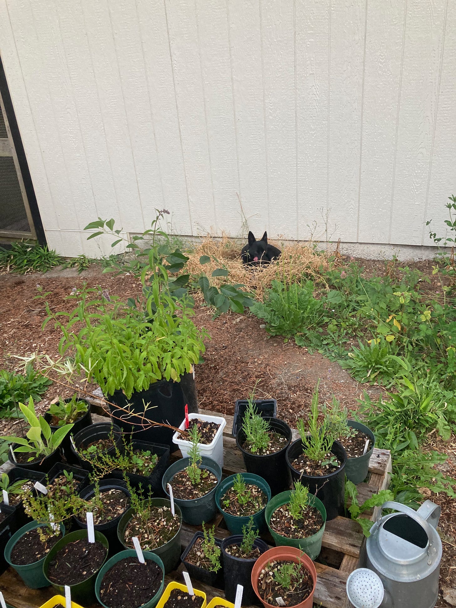 A bunch of plants in pots with Bugs in the background in a nest of straw