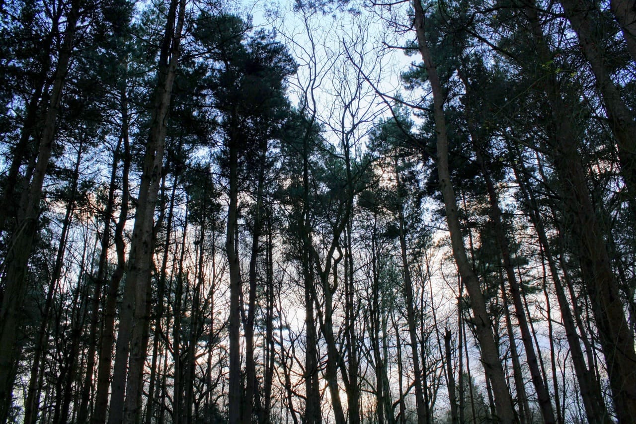 Looking up in dense woodland